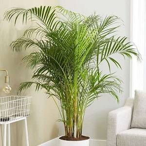 Areca Palm
