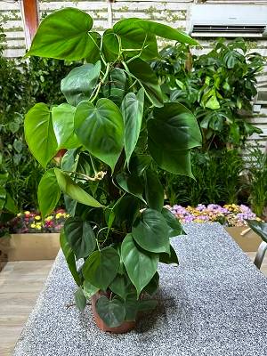 Philodendron Scandens